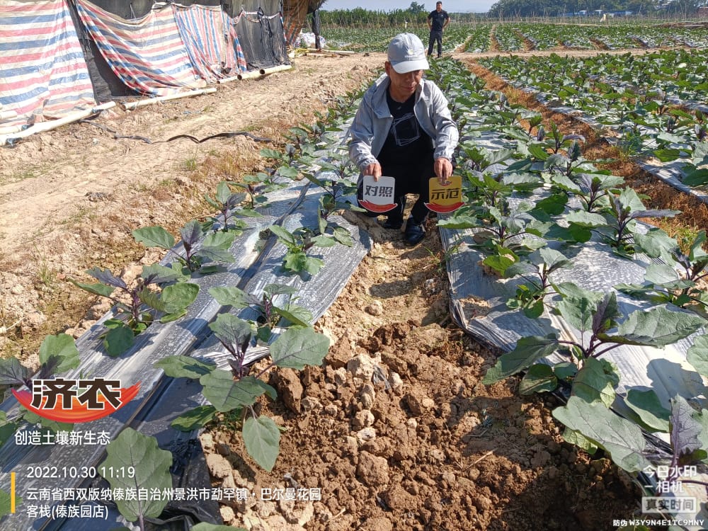 The Effect of Yunnan Eggplant Using Jinong Letu+Jinong Root Foraging(图1)