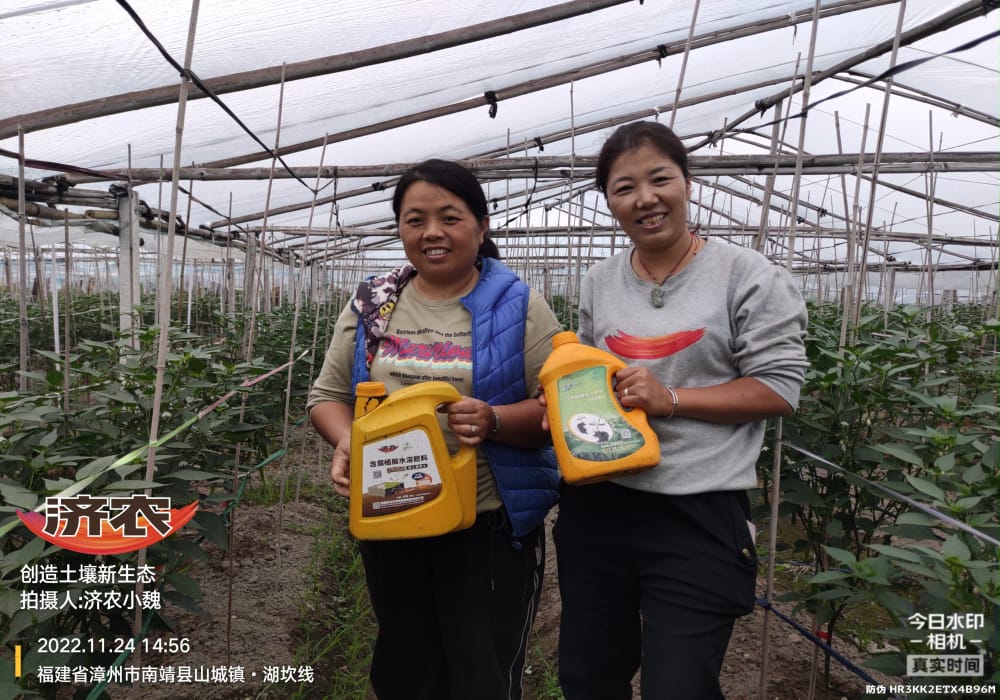 The effect of using Jinong Letu and Jinong Root Foraging on increasing yield of Fujian chili peppers(图1)