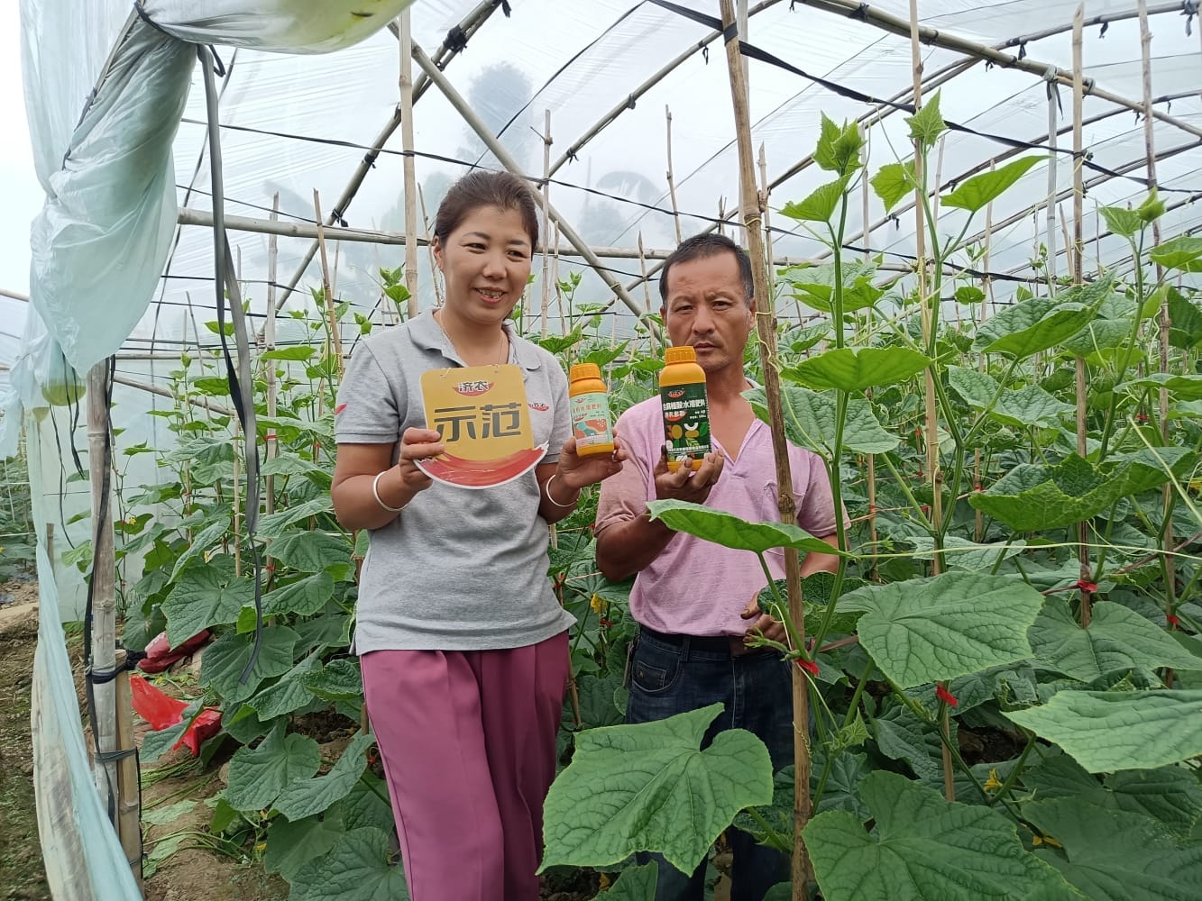 The Effect of Fujian Cucumber Using Jinong Jingcai Partner to Alleviate Drug Damage(图1)