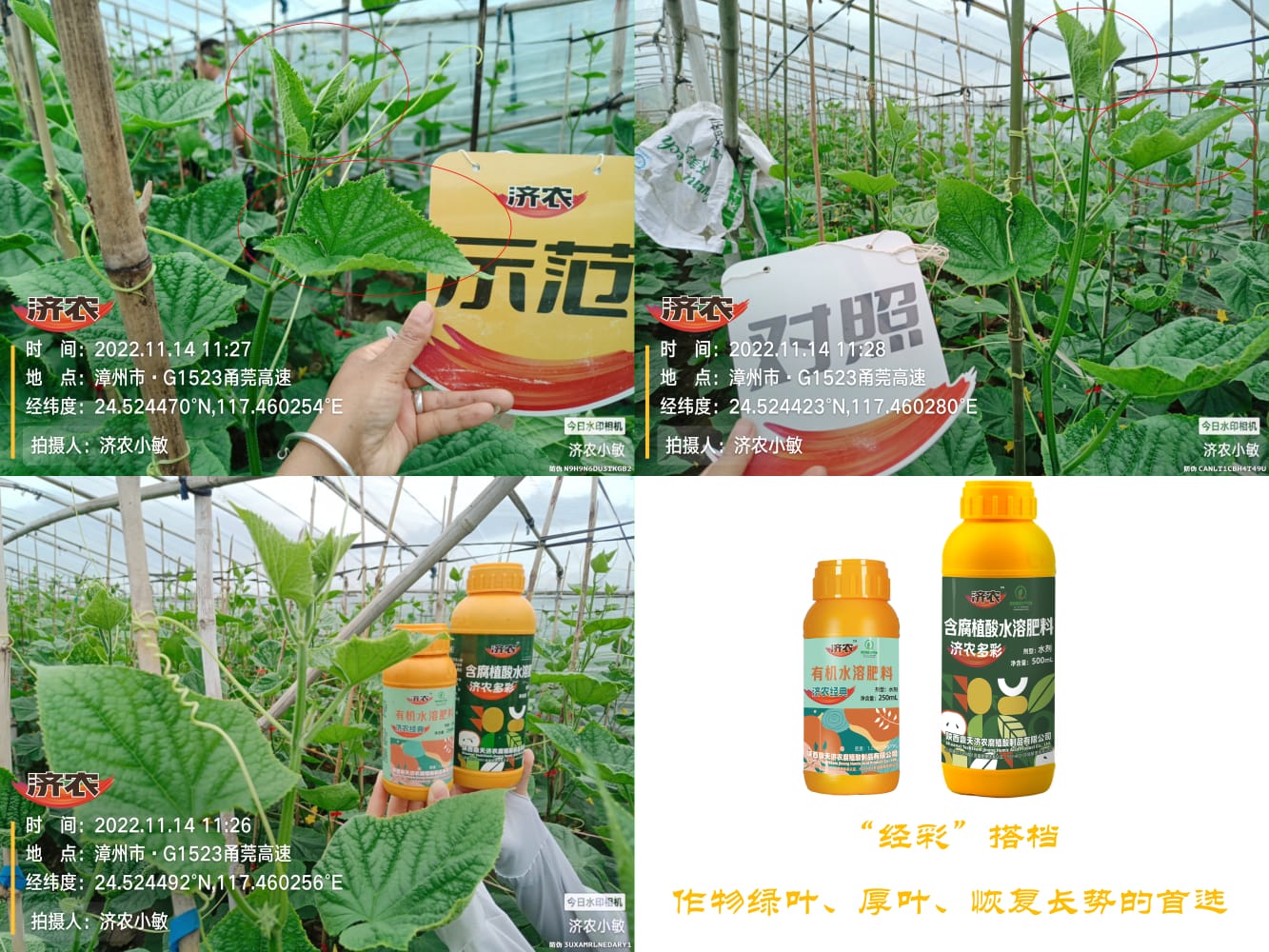 The Effect of Fujian Cucumber Using Jinong Jingcai Partner to Alleviate Drug Damage(图2)