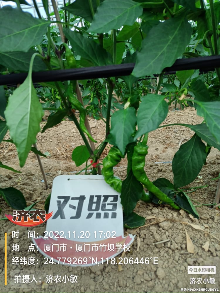 The Effect of Using Jinong Black Cyclone High Nitrogen Type in Fujian Chili Peppers(图9)