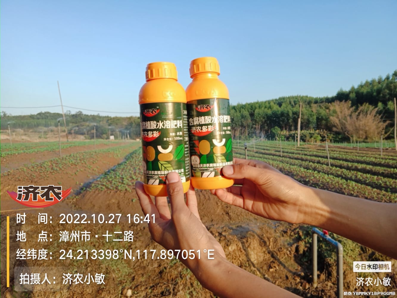 The Effect of Fujian Cabbage Using Jinnong Colorful Vegetables(图1)