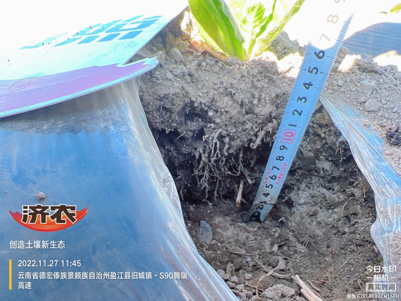 The effect of using Jinongle soil to irrigate root fixing water on Yunnan sun dried yellow tobacco(图7)