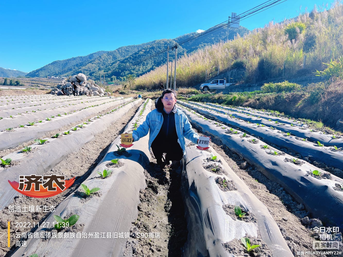 The effect of using Jinongle soil to irrigate root fixing water on Yunnan sun dried yellow tobacco(图1)