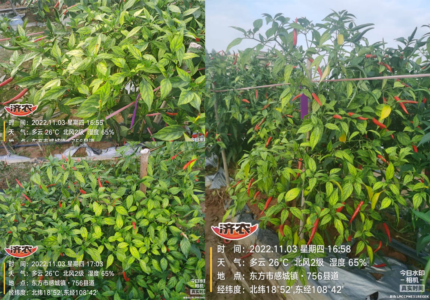 The effect of using Jinnong Letu+Jinnong Jinzinc to alleviate yellowing in Hainan Chaotian pepper(图1)