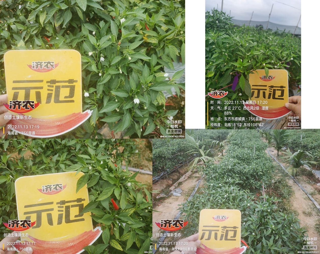 The effect of using Jinnong Letu+Jinnong Jinzinc to alleviate yellowing in Hainan Chaotian pepper(图2)