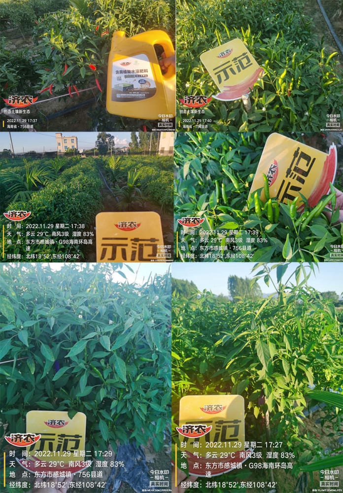 The effect of using Jinnong Letu+Jinnong Jinzinc to alleviate yellowing in Hainan Chaotian pepper(图4)