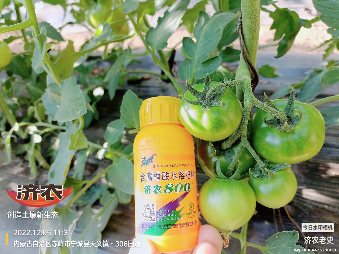 The Effect of Spraying Jinong 800 on Tomatoes to Control Prosperity(图5)