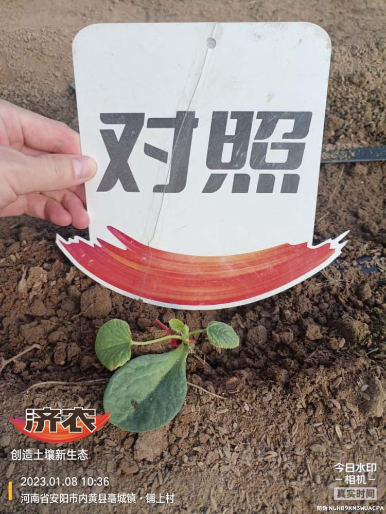 The Effect of Using Jinong Big Mouth Root for Slow Seedling of Henan Melon(图6)