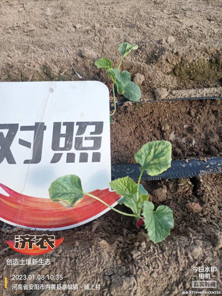 The Effect of Using Jinong Big Mouth Root for Slow Seedling of Henan Melon(图5)