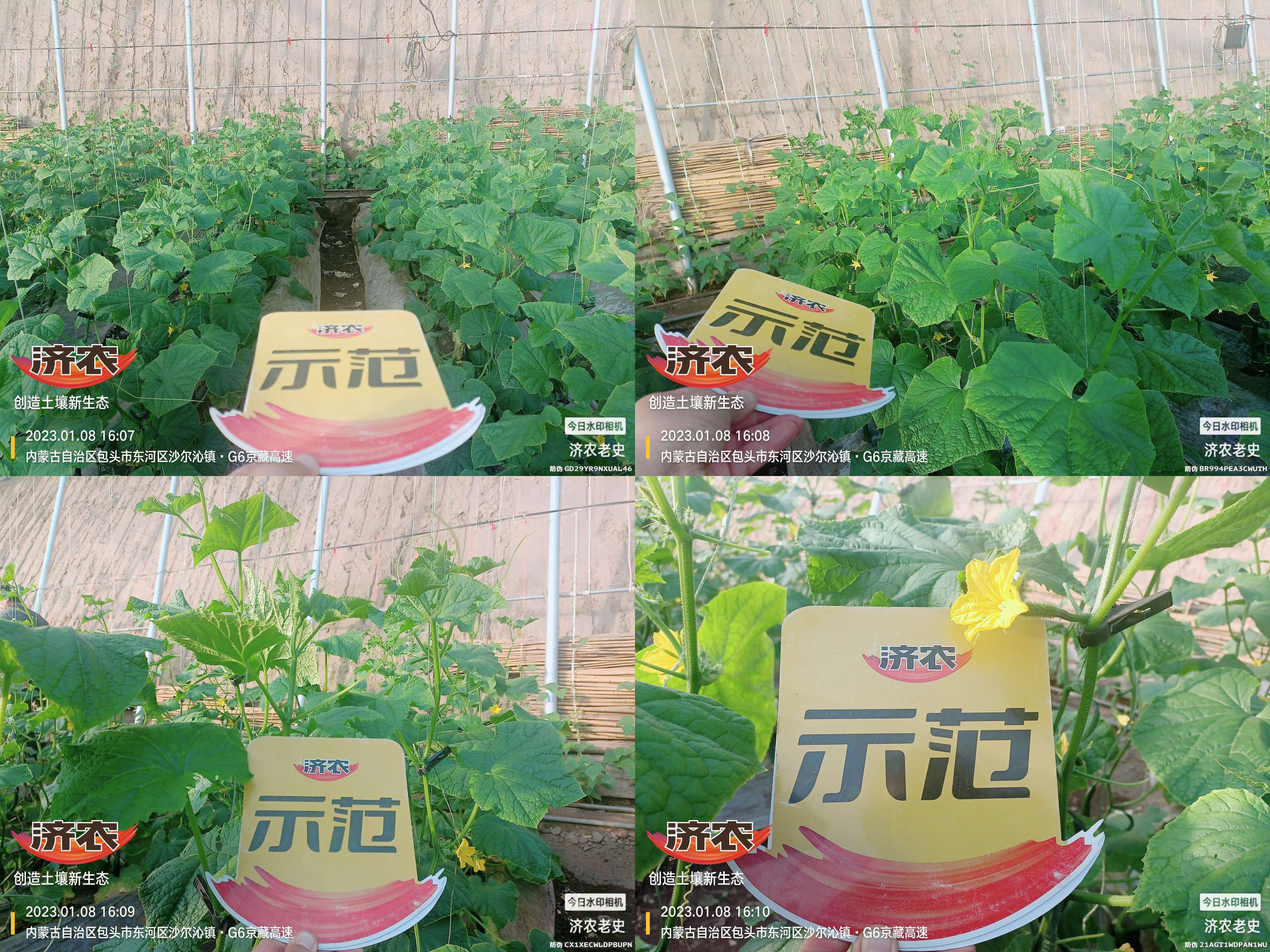 The effect of using the Jinong Le Gen combination to alleviate yellowing in Inner Mongolia cucumbers(图4)