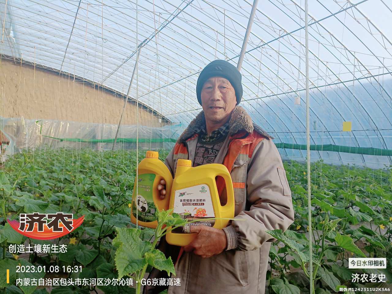 The effect of using the Jinong Le Gen combination to alleviate yellowing in Inner Mongolia cucumbers(图3)