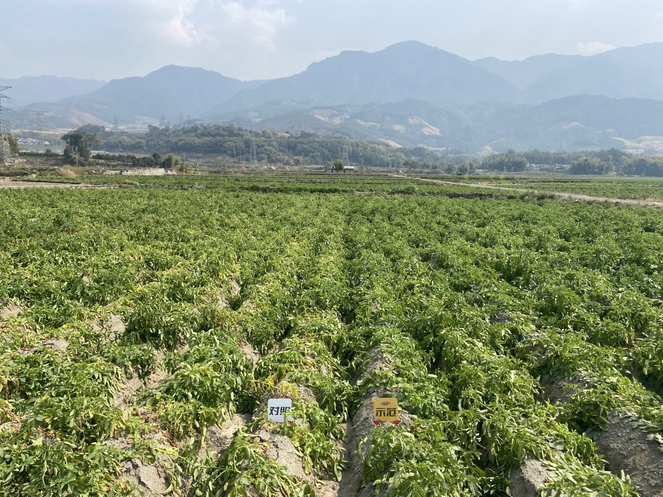 The effect of using Jinnong Letu for winter potatoes in Yingjiang, Yunnan(图1)