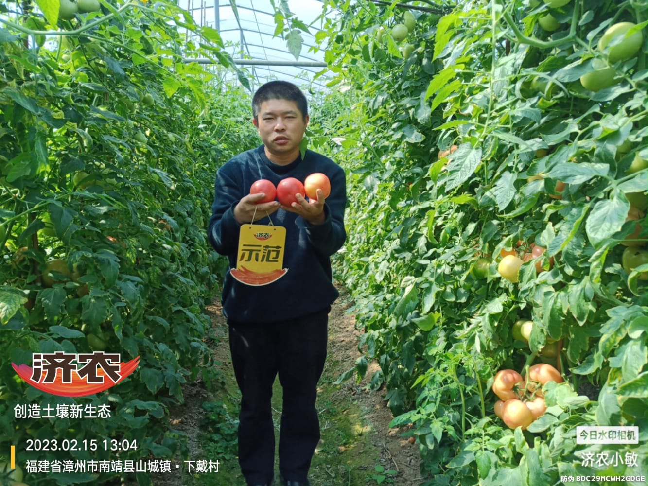 The effect of using Jinong 800 on Fujian tomatoes(图1)