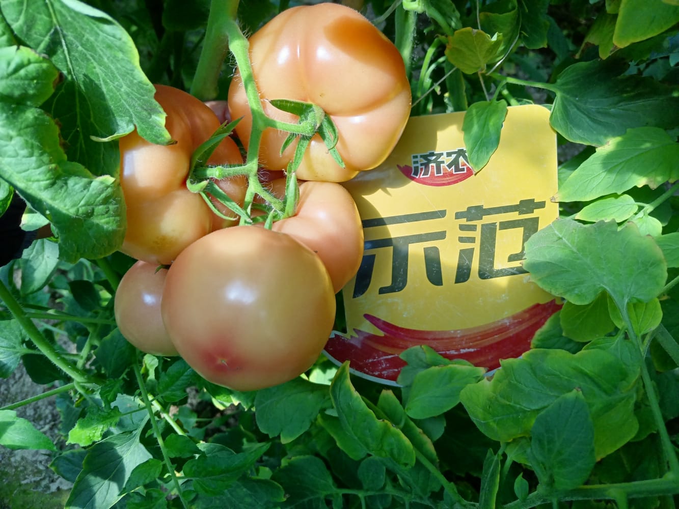 The effect of using Jinong 800 on Fujian tomatoes(图2)