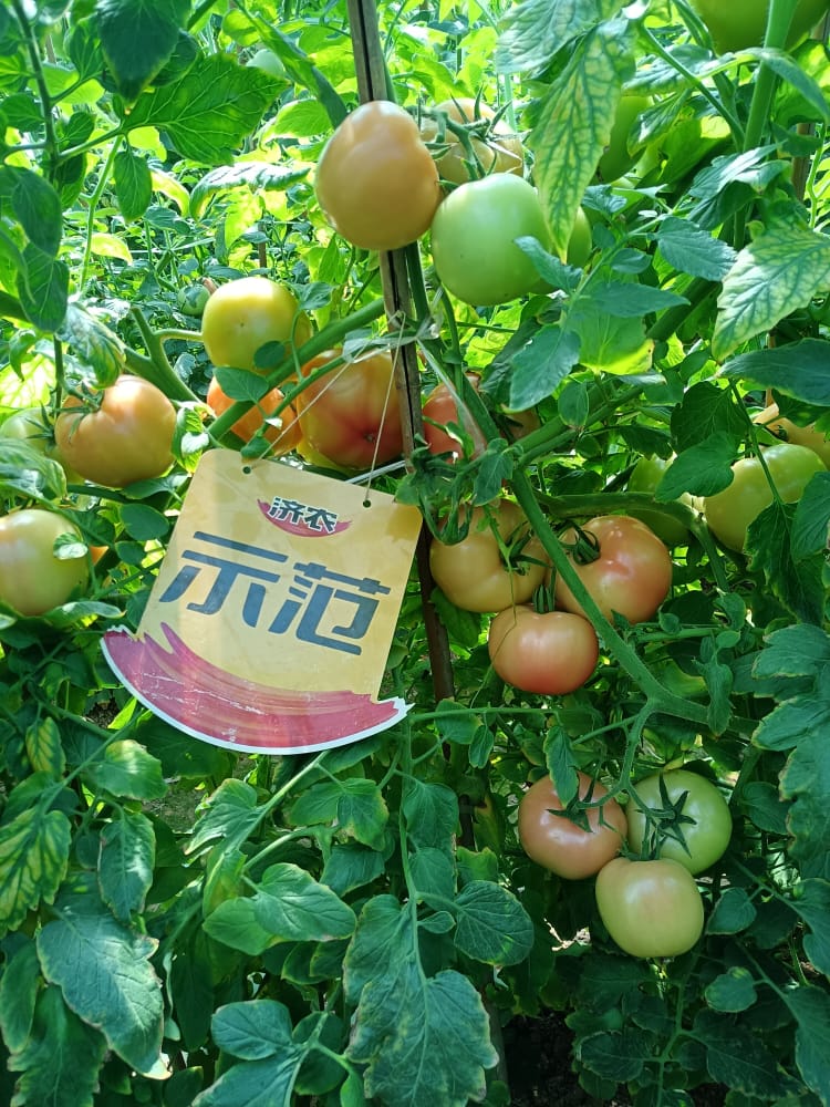 The effect of using Jinong 800 on Fujian tomatoes(图3)