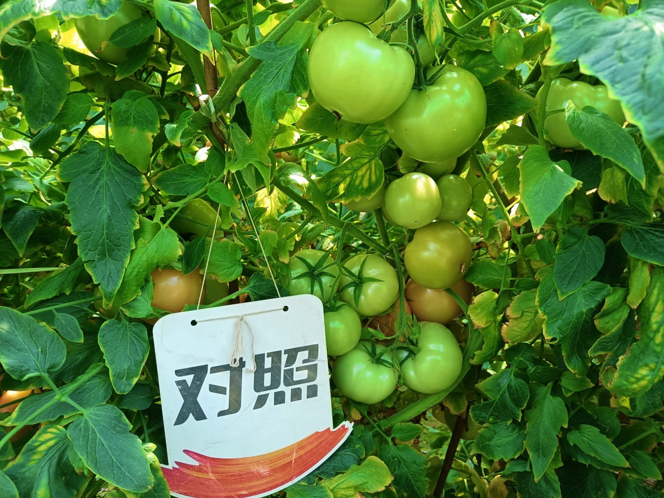 The effect of using Jinong 800 on Fujian tomatoes(图5)