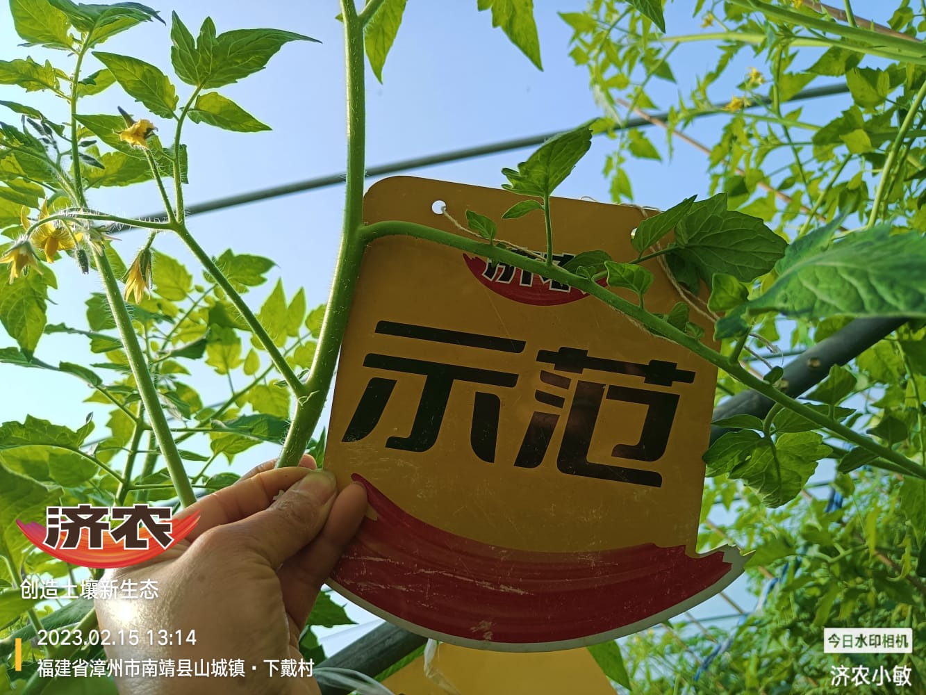 The effect of using Jinong 800 on Fujian tomatoes(图6)