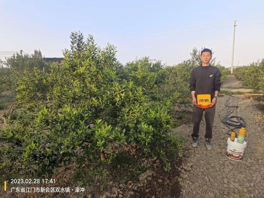 The sea of citrus flowers is as beautiful as a painting, and the Jinong plan is immediately effective(图3)