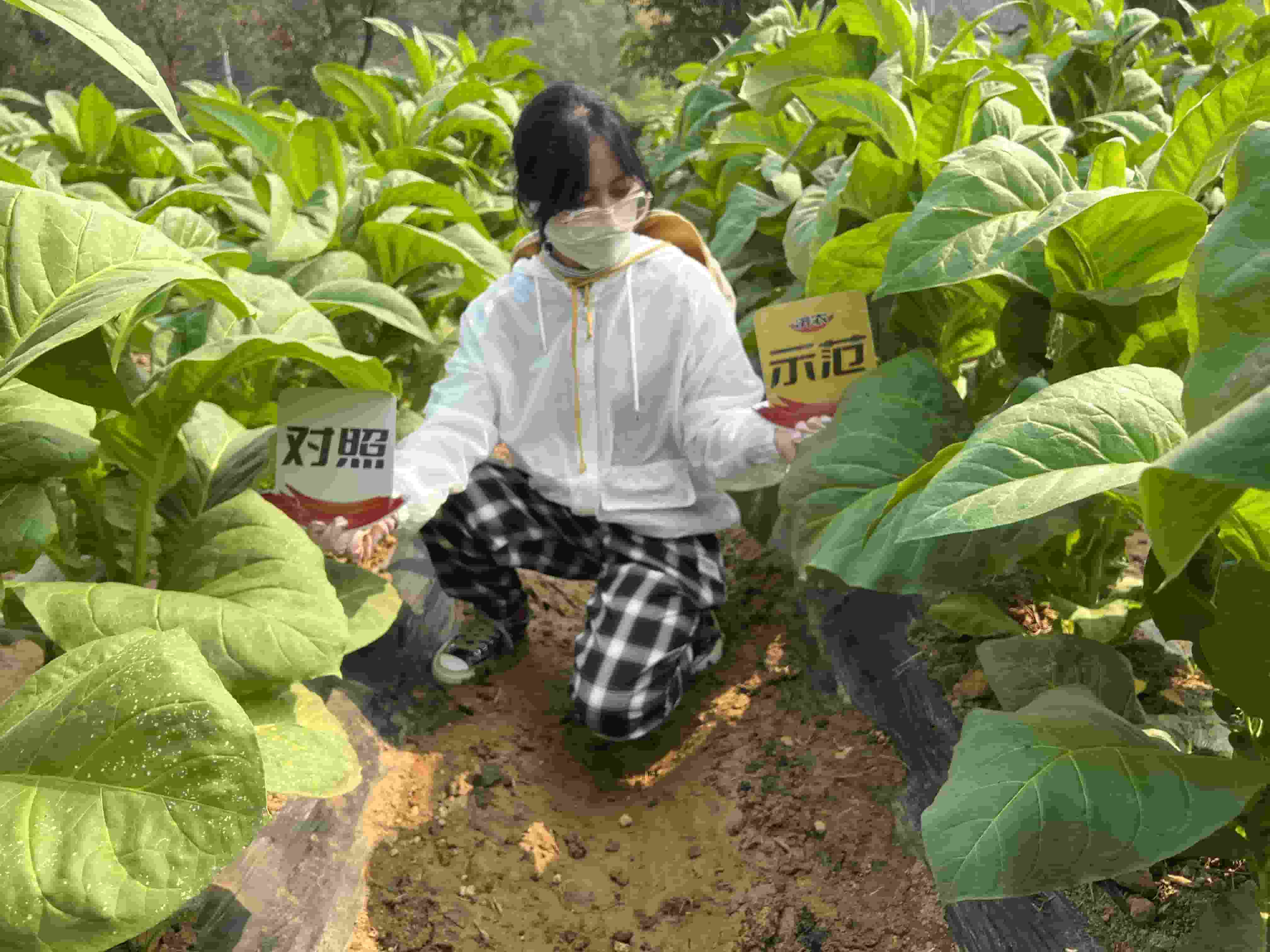 The effect of using Jinong Letu to prevent climate related spot disease in Yunnan sun dried yellow tobacco(图2)