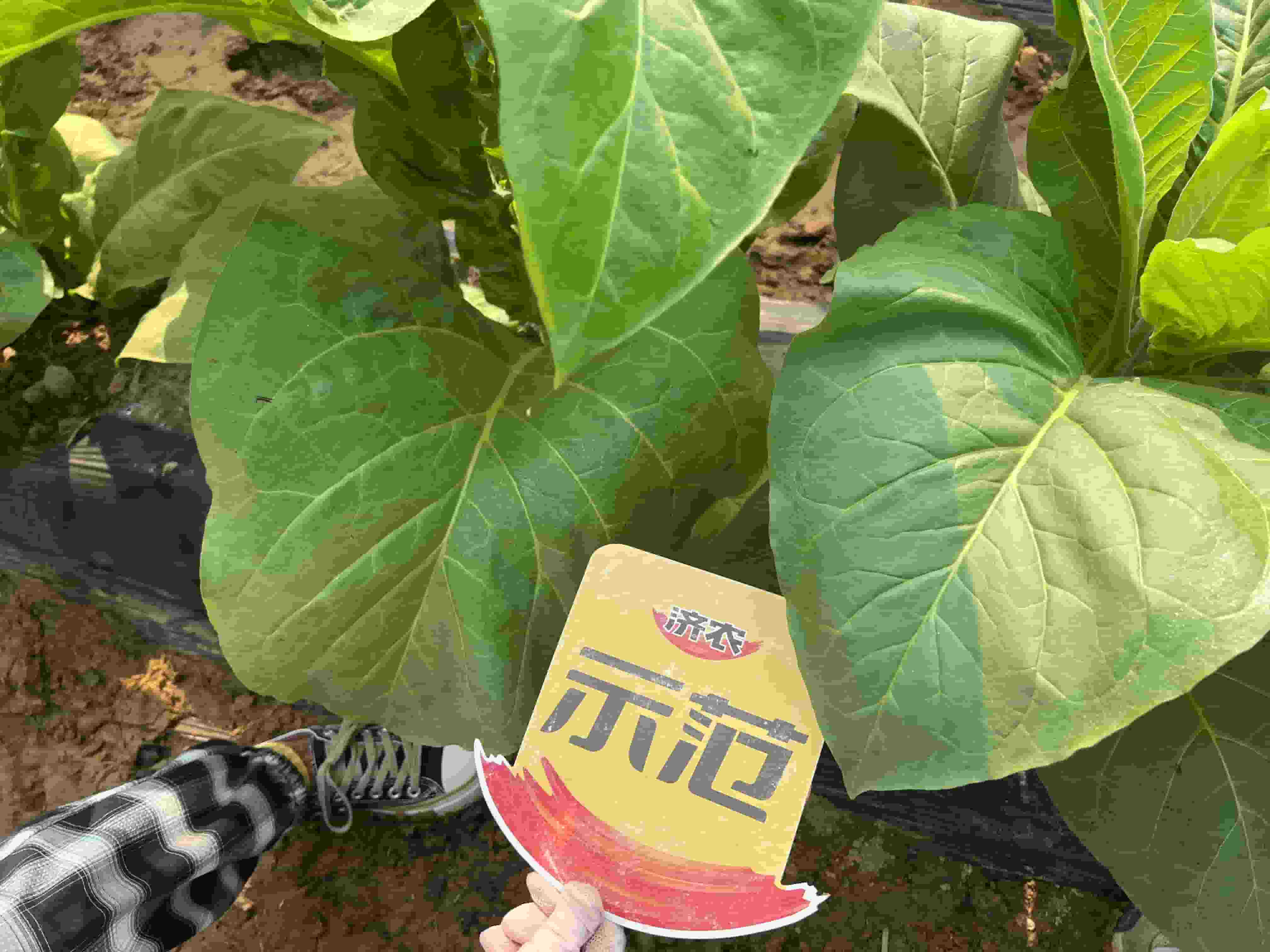 The effect of using Jinong Letu to prevent climate related spot disease in Yunnan sun dried yellow tobacco(图3)