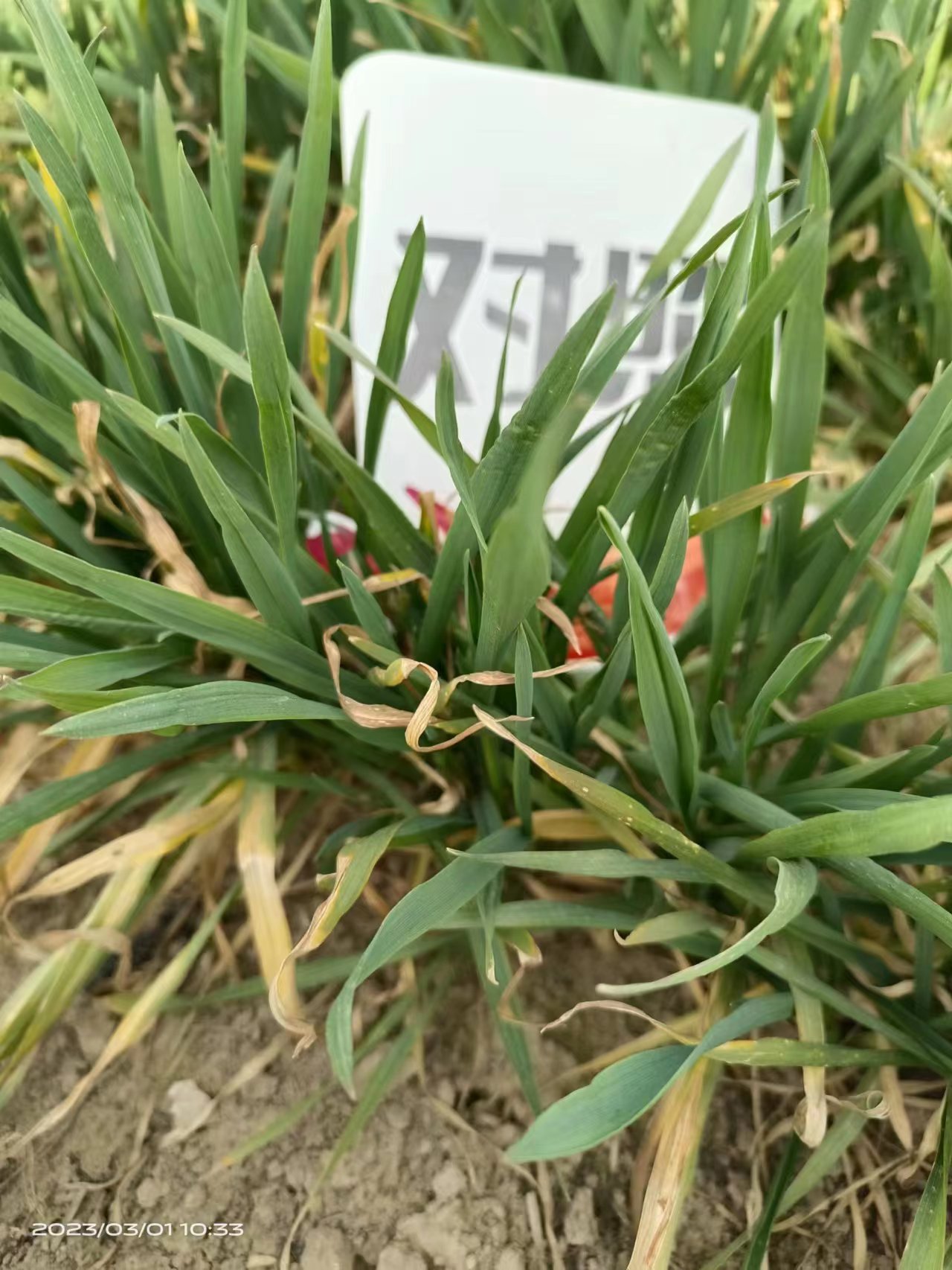 The Effect of Henan Wheat Using Jinnong Letu(图4)