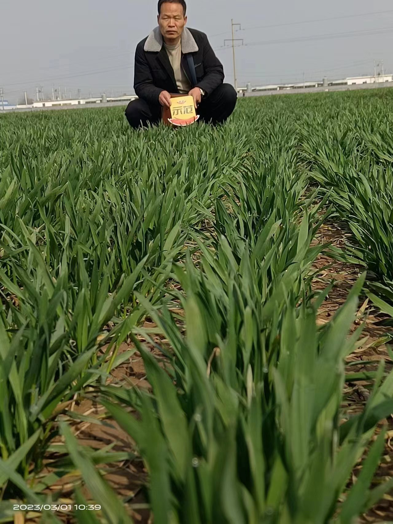 The Effect of Henan Wheat Using Jinnong Letu(图1)