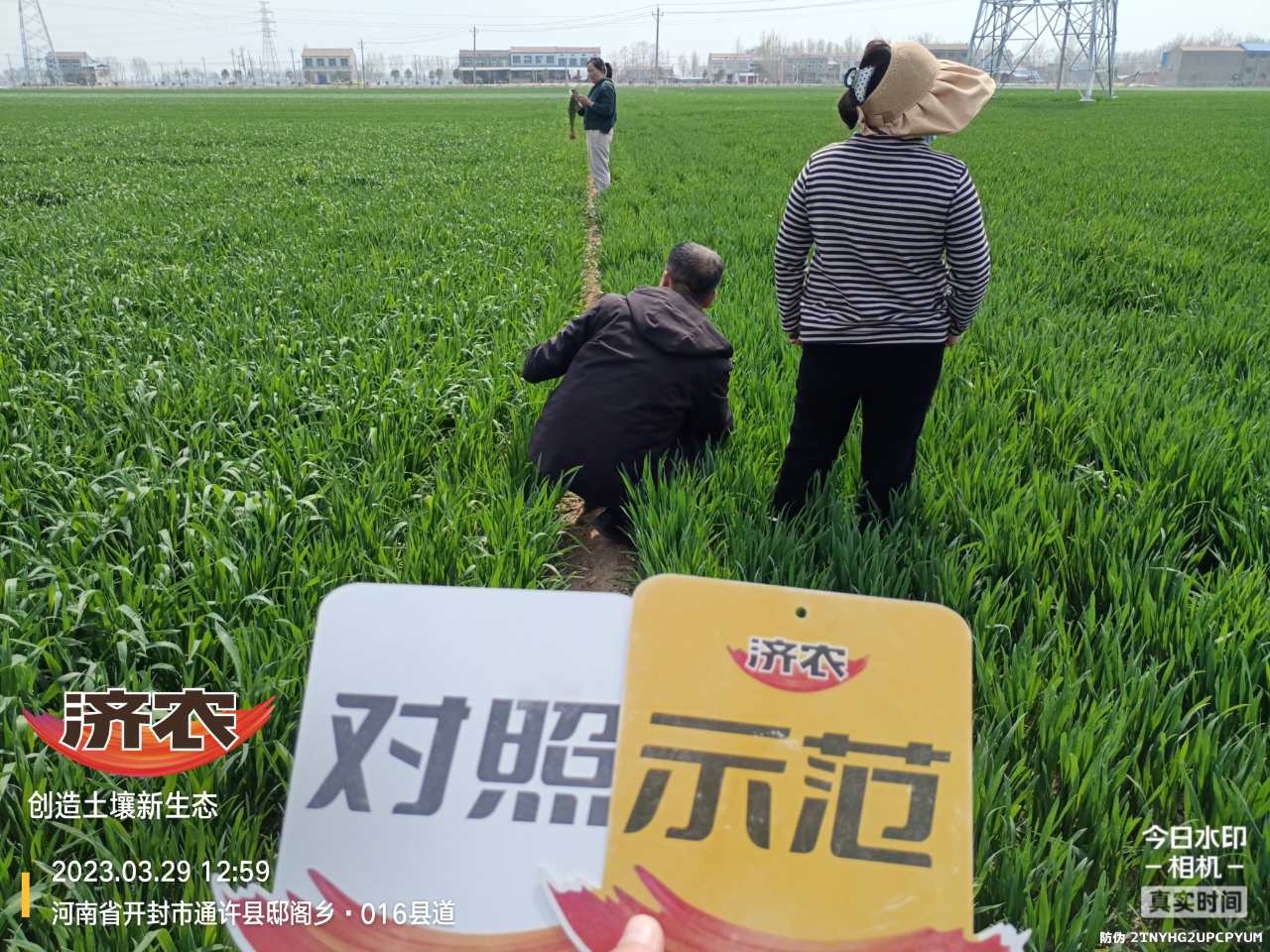 The effect of using Jinong Letu and compound fertilizer for spring irrigation of wheat in Henan province(图7)