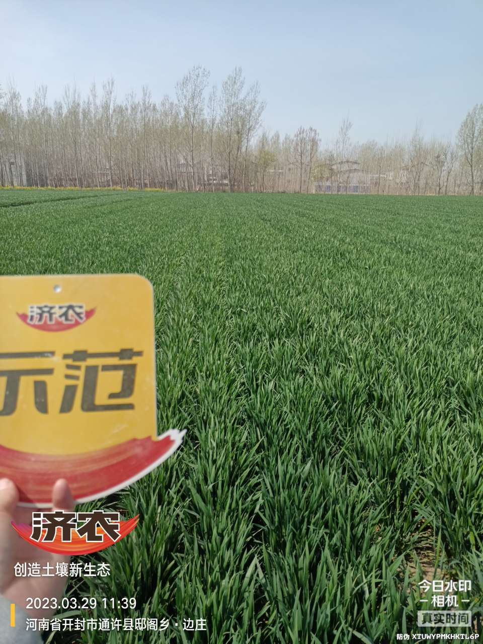 The effect of using Jinong Letu and compound fertilizer for spring irrigation of wheat in Henan province(图1)