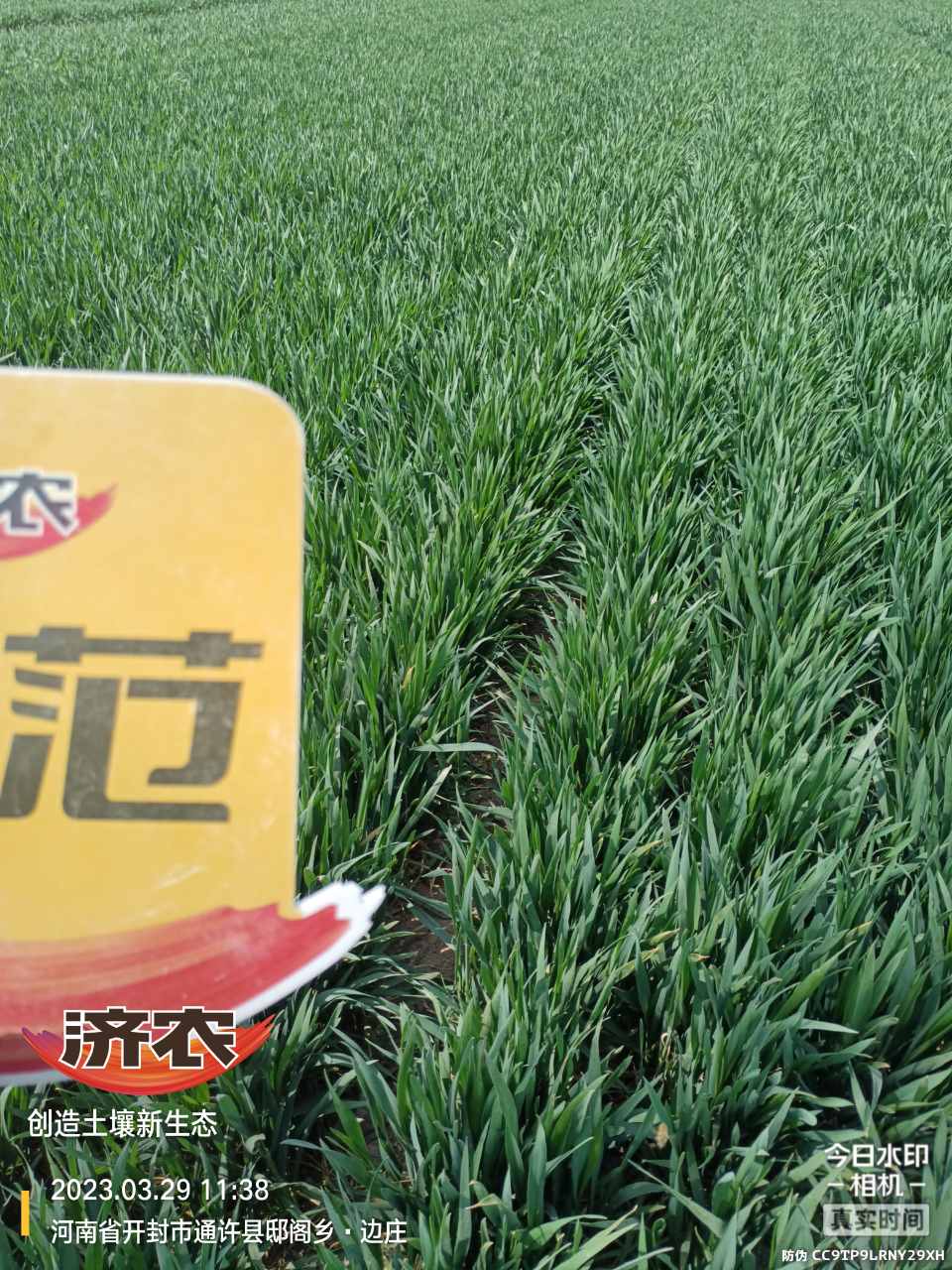 The effect of using Jinong Letu and compound fertilizer for spring irrigation of wheat in Henan province(图5)