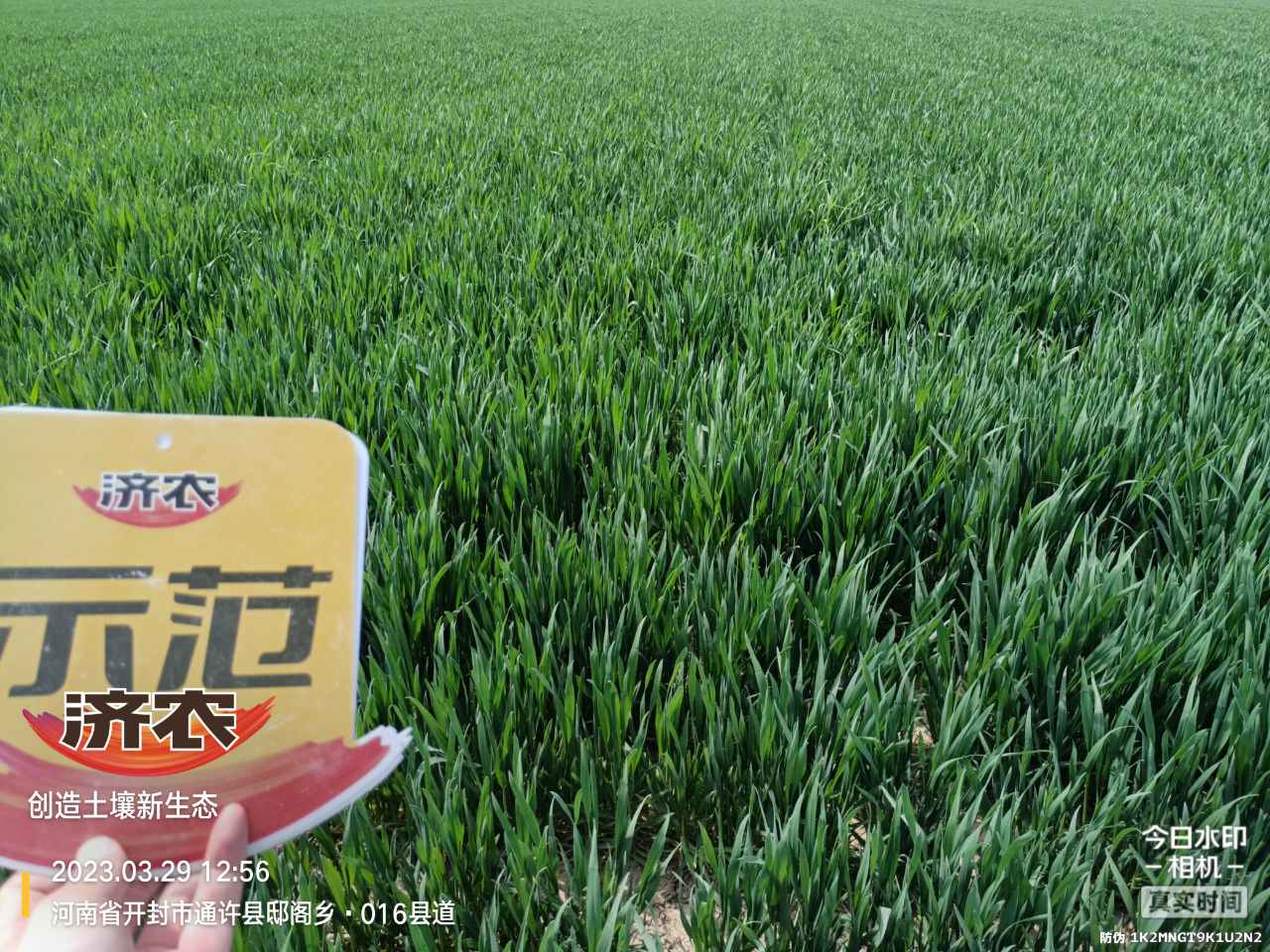 The effect of using Jinong Letu and compound fertilizer for spring irrigation of wheat in Henan province(图2)