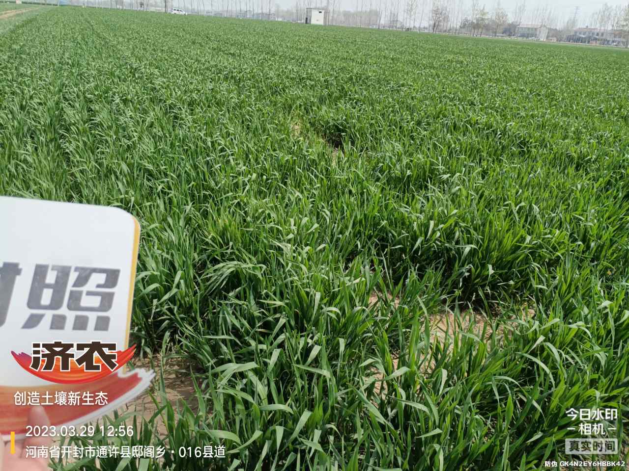 The effect of using Jinong Letu and compound fertilizer for spring irrigation of wheat in Henan province(图3)