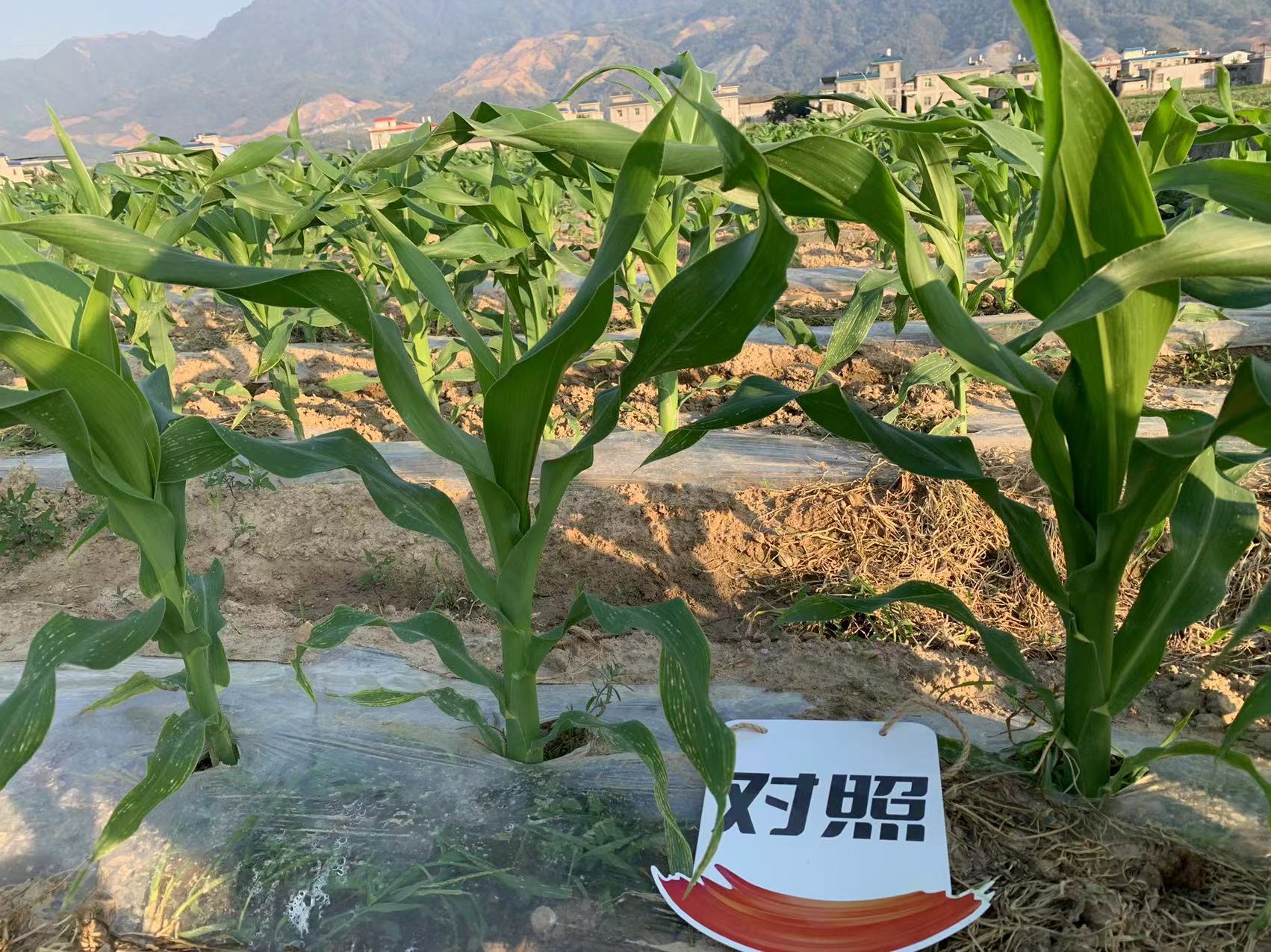 The effect of using Qiduoduo on Yingjiang sweet corn(图3)