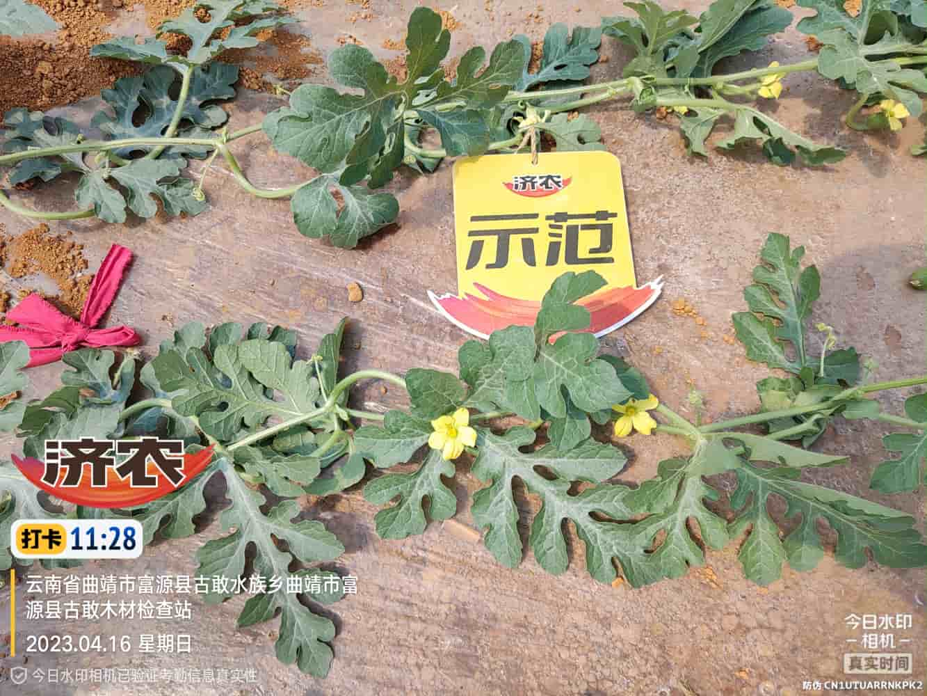 The Effect of Using Jinong Chongwo on Yunnan Watermelon(图4)