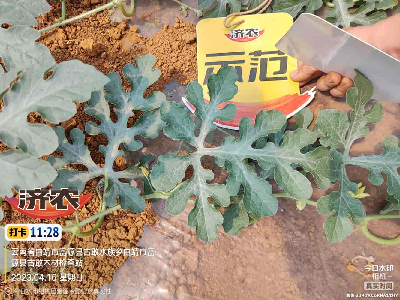 The Effect of Using Jinong Chongwo on Yunnan Watermelon(图5)