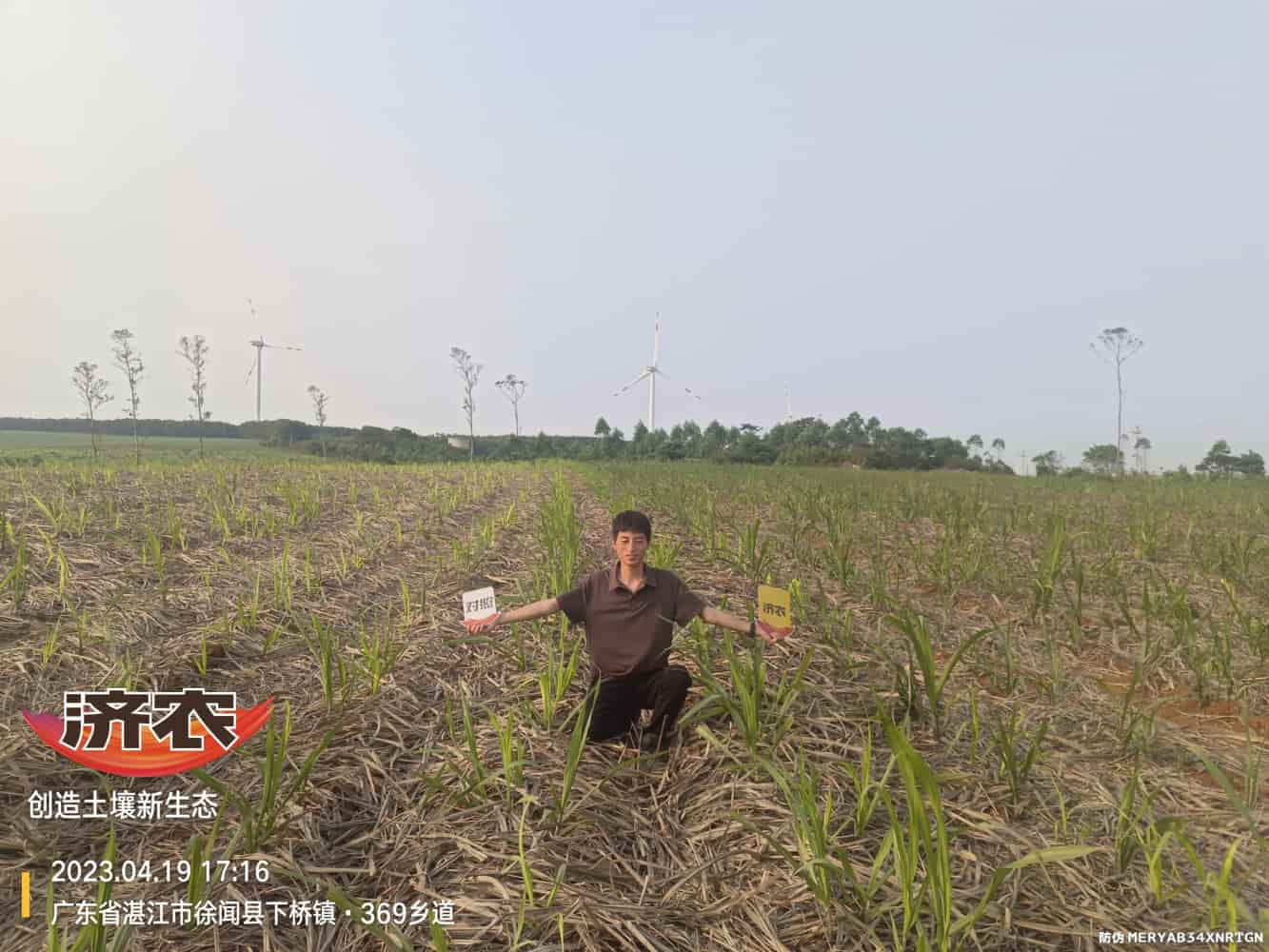 The effect of using Jinnong Letu for sugarcane in Guangdong(图1)