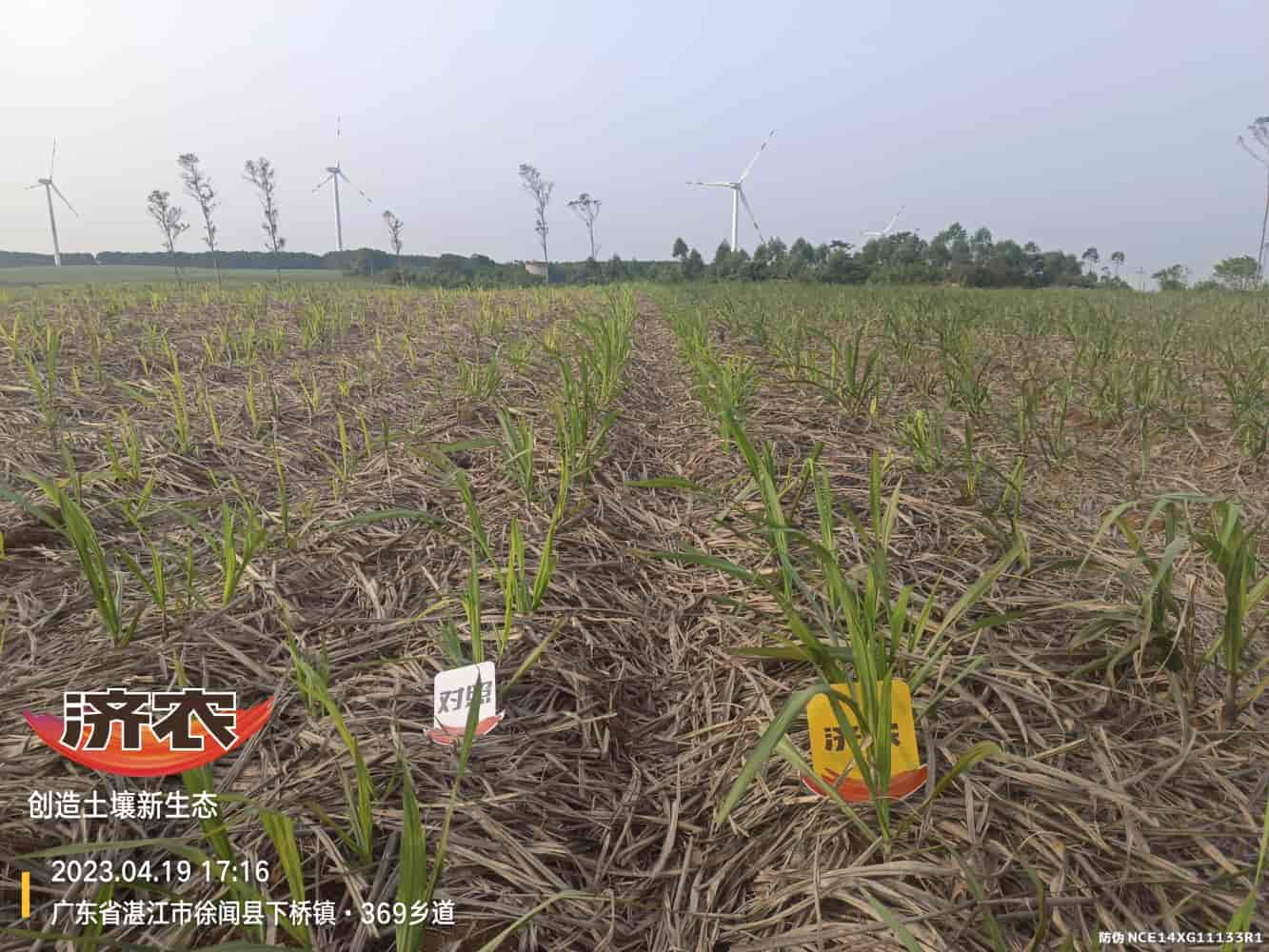 The effect of using Jinnong Letu for sugarcane in Guangdong(图2)