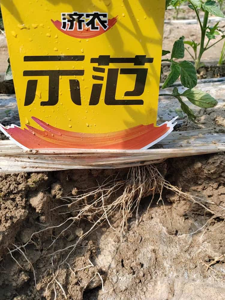 The explosive growth of tomato roots using Jinong Letu in Ili, Xinjiang(图3)