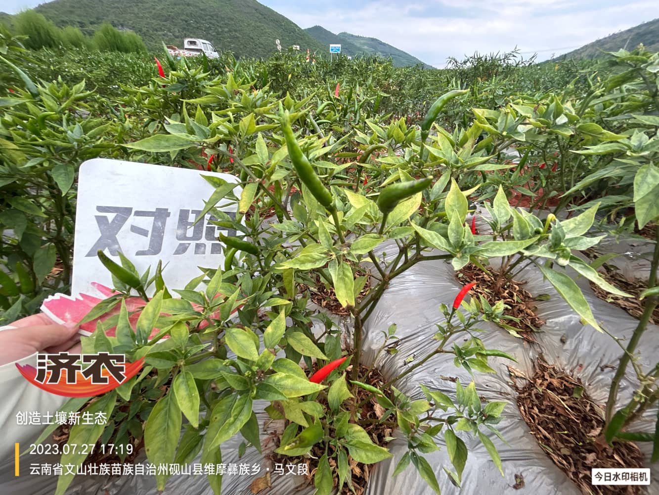 The effect of using Jinnong Letu in Wenshan chili peppers(图3)