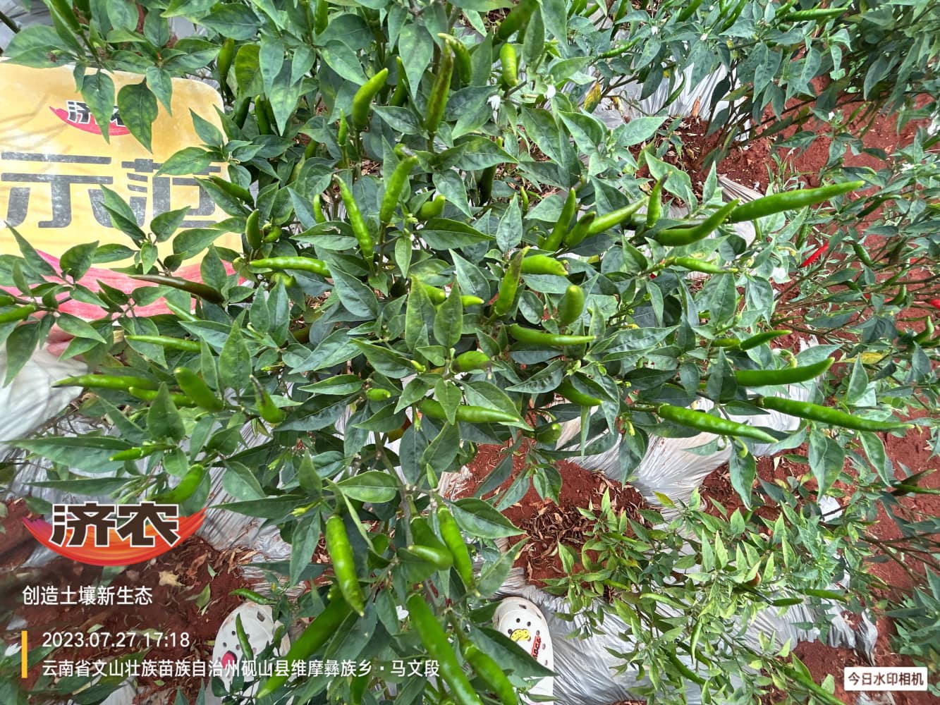 The effect of using Jinnong Letu in Wenshan chili peppers(图2)