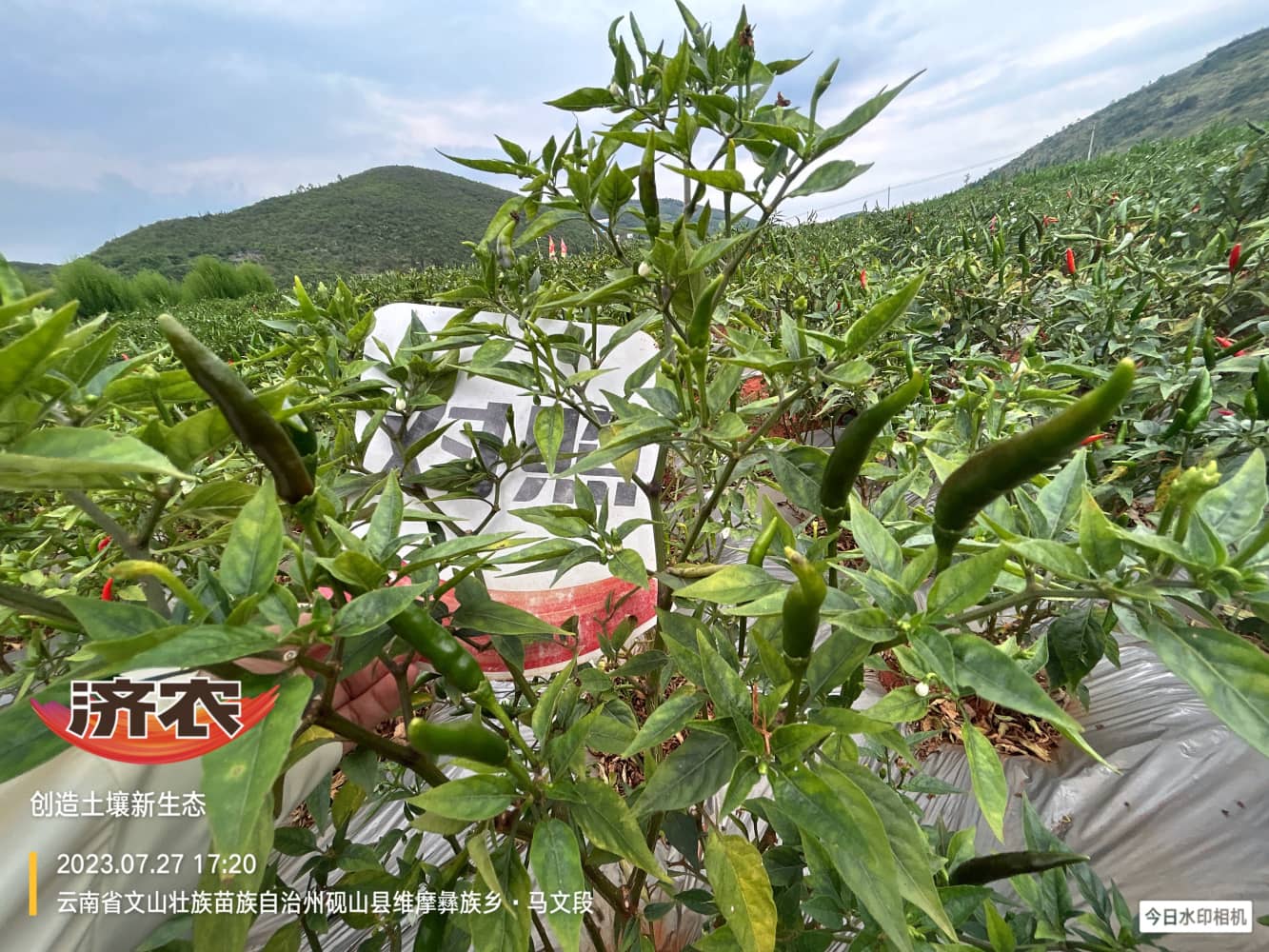 The effect of using Jinnong Letu in Wenshan chili peppers(图5)