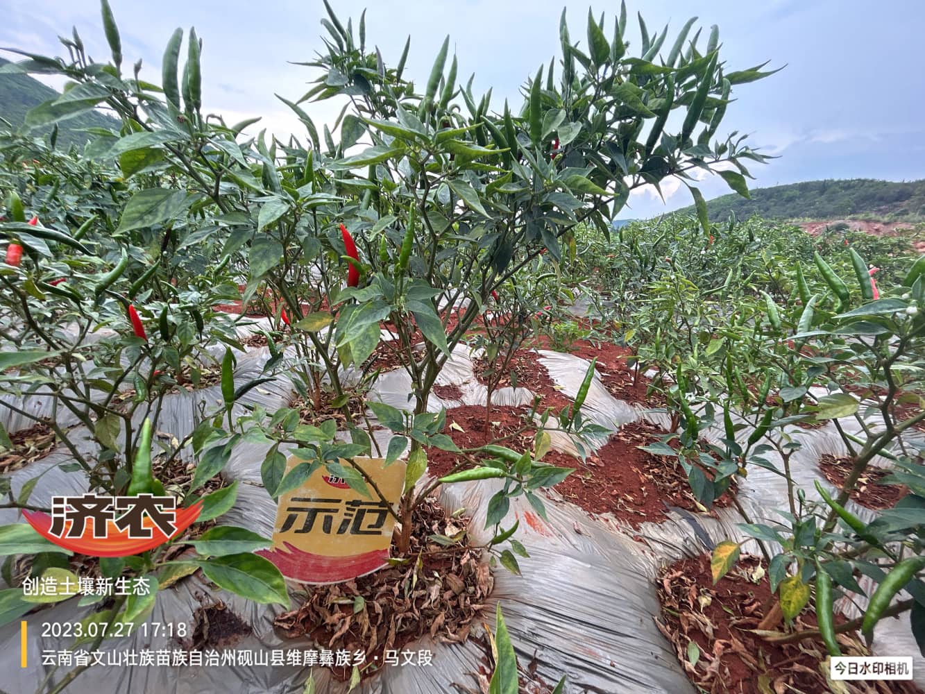 The effect of using Jinnong Letu in Wenshan chili peppers(图4)