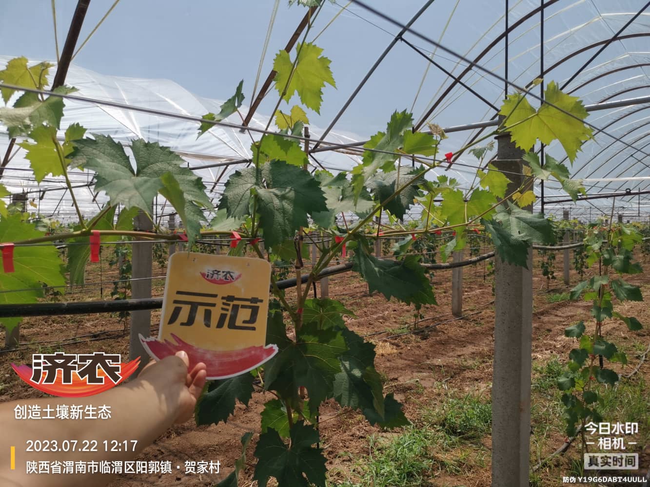 The effect of using the Jinong plan throughout the entire process of using Yangguang Rose seedlings in Weinan, Shaanxi(图5)