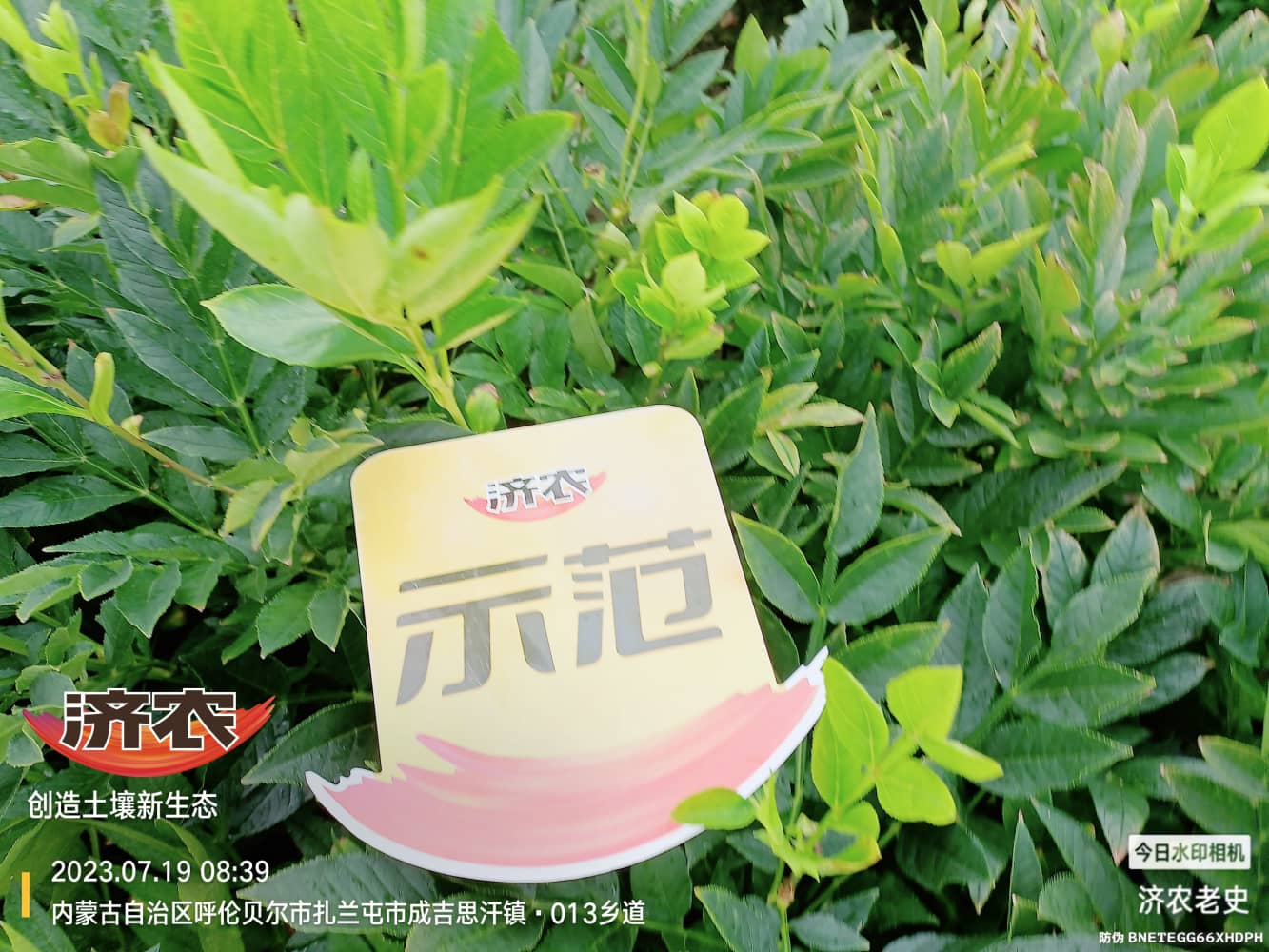 The effect of using Jinong Letu and Jinong Crown irrigation on Inner Mongolia fresh skin(图7)