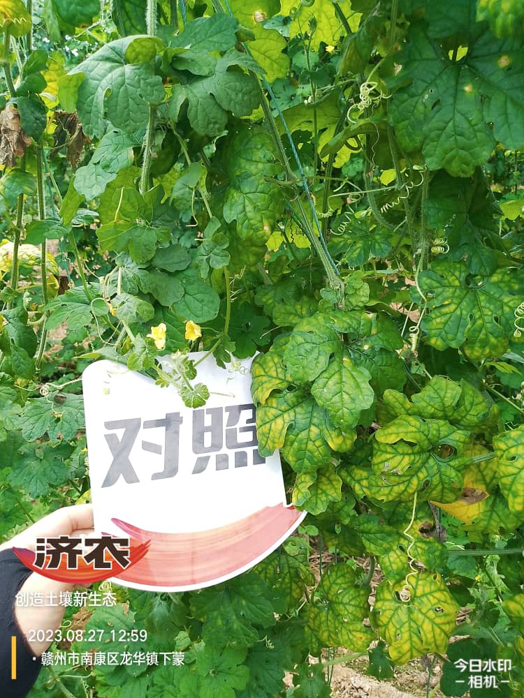 The Effect of Fujian Bitter Melon Using Jinnong Letu(图4)