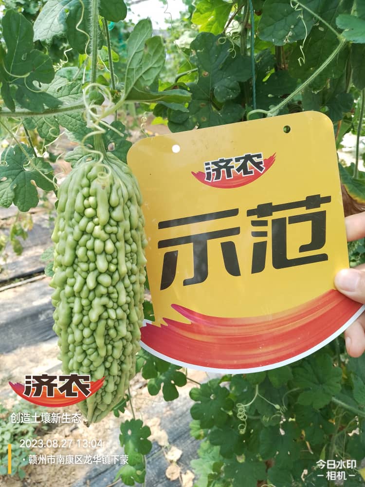 The Effect of Fujian Bitter Melon Using Jinnong Letu(图5)