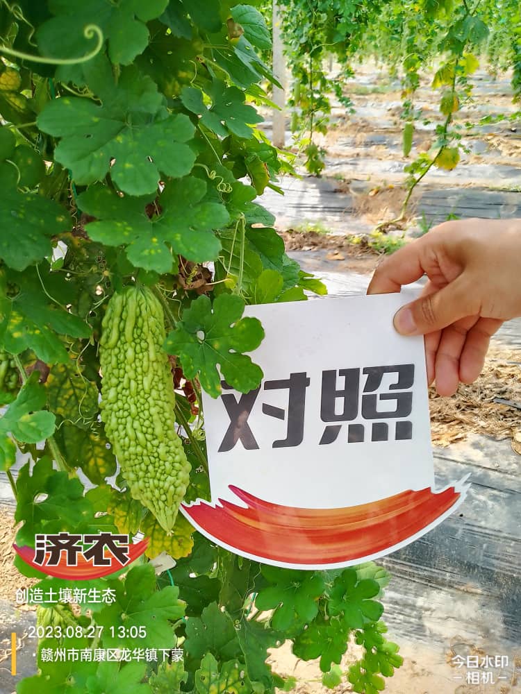 The Effect of Fujian Bitter Melon Using Jinnong Letu(图6)