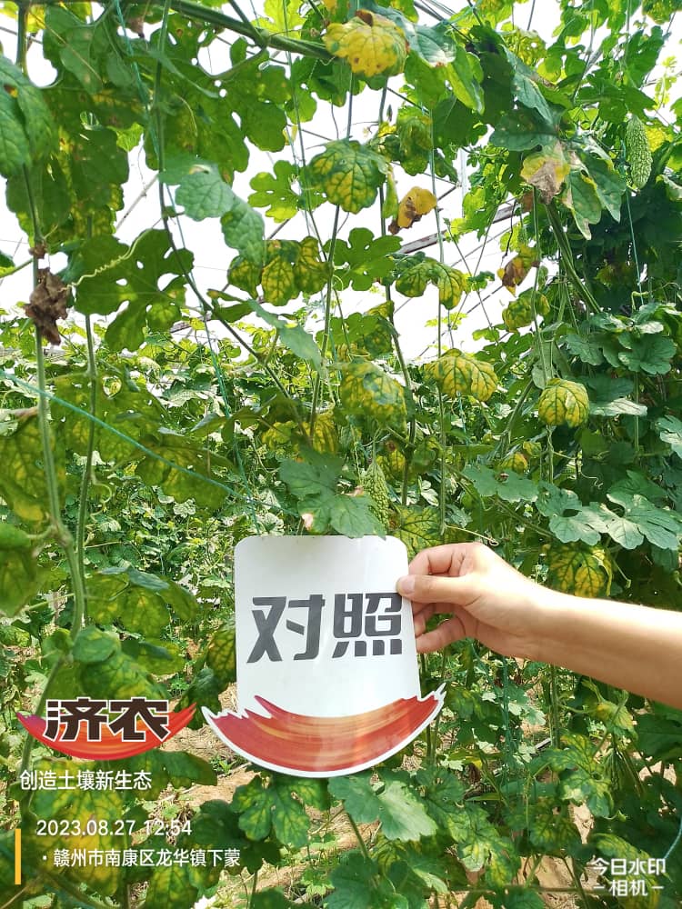 The Effect of Fujian Bitter Melon Using Jinnong Letu(图2)