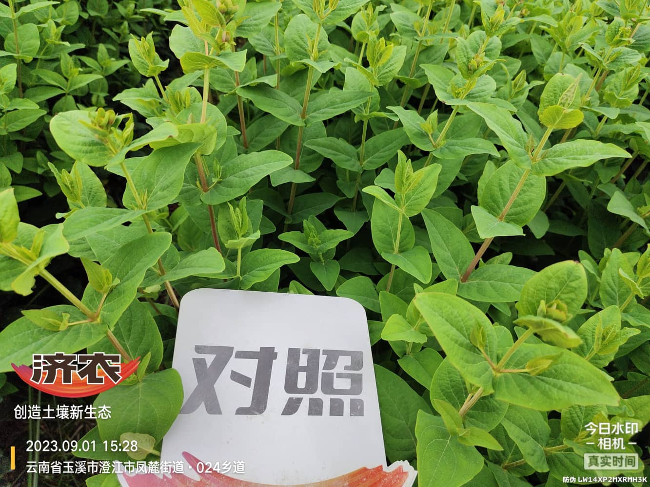 The Effect of Using Double Harvest to Improve the Quality of Yunnan Dragon Ball Seedlings(图6)