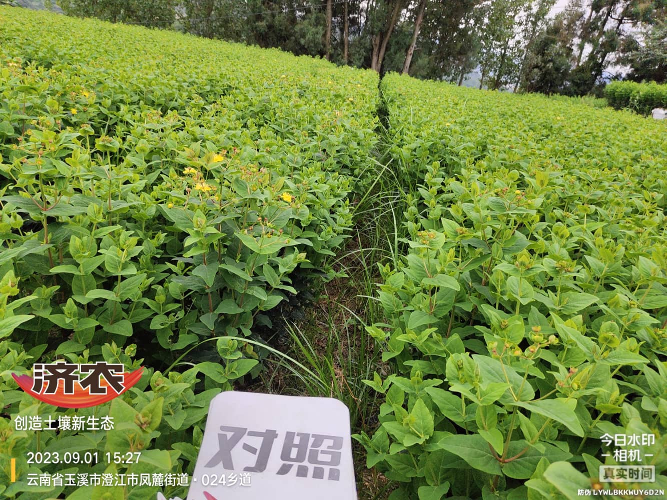 The Effect of Using Double Harvest to Improve the Quality of Yunnan Dragon Ball Seedlings(图5)